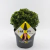 Ilex of hulstbol dark green 19cm|ohgreen Outlet