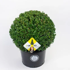 Ilex of hulstbol dark green 35cm|ohgreen Best