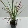 Imperata cylindrica Red Baron ( Japans bloedgras )|ohgreen
