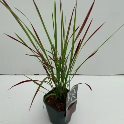 Imperata cylindrica Red Baron ( Japans bloedgras )|ohgreen