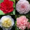 Japanse camelia p19|ohgreen Clearance