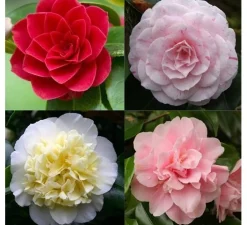 Japanse camelia p19|ohgreen Clearance
