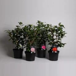 Japanse camelia p19|ohgreen Clearance