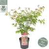 Japanse esdoorn "beni-maiko"p19 h50|ohgreen Clearance