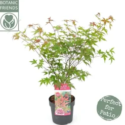 Japanse esdoorn "beni-maiko"p19 h50|ohgreen Clearance