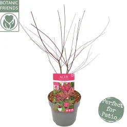 Japanse esdoorn "beni-maiko"p19 h50|ohgreen Clearance