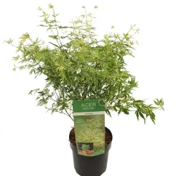 Japanse esdoorn butterfly p19 h50|ohgreen Outlet