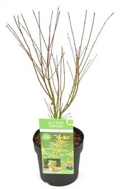 Japanse esdoorn butterfly p19 h50|ohgreen Outlet