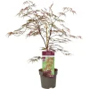 Japanse esdoorn garnet p19 h50|ohgreen Sale