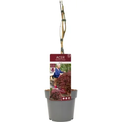 Japanse esdoorn garnet p19 h50|ohgreen Sale