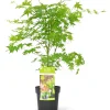 Japanse esdoorn going green p19|ohgreen Outlet