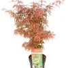 Japanse esdoorn 'jerre schwartz' p19 h50|ohgreen Outlet