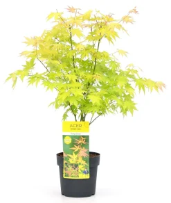 Japanse esdoorn orange dream p19 h50|ohgreen Sale