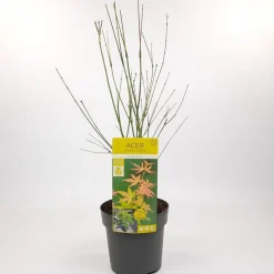 Japanse esdoorn orange dream p19 h50|ohgreen Sale