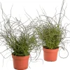 Juncus effusus ( Dwergrus )|ohgreen Hot