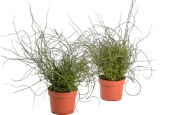 Juncus effusus ( Dwergrus )|ohgreen Hot