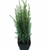 Juniperus communis Arnold ( Jeneverbes )|ohgreen Online
