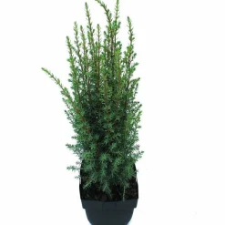 Juniperus communis Arnold ( Jeneverbes )|ohgreen Online