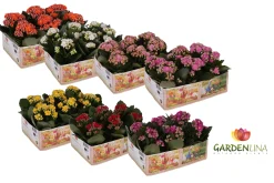 Kalanchoë Gardenlina 6-pack|ohgreen