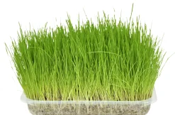 Kattengras|ohgreen Sale