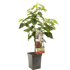 Kers patioboompje prunus avium stella|ohgreen Hot