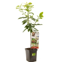 Kers patioboompje prunus avium regina|ohgreen Sale