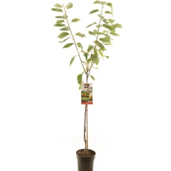Kers prunus avium regina halfstam|ohgreen Hot
