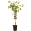 Kers prunus avium regina laagstam|ohgreen New