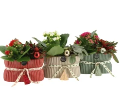 Kerstarrangement|ohgreen Online