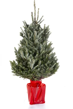 Kerstboom Abies Fraseri|ohgreen
