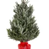 Kerstboom Abies Fraseri in pot|ohgreen Best