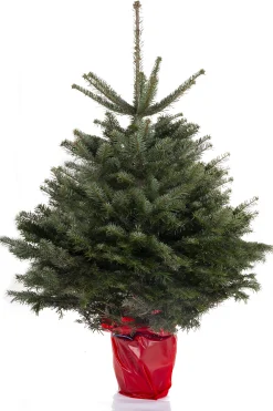 Kerstboom Abies Nordmann in pot 125-150 cm|ohgreen Best