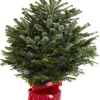Kerstboom Abies Nordmann in pot 80-100 cm|ohgreen Clearance