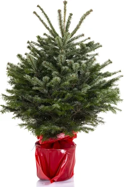 Kerstboom Abies Nordmann in pot 80-100 cm|ohgreen Clearance