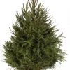 Kerstboom Picea abies in pot (Fijnspar)|ohgreen Online