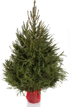 Kerstboom Picea abies in pot (Fijnspar)|ohgreen Online