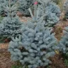 Kerstboom Picea pungens (Blauwspar)|ohgreen Sale