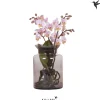 kolibri phalaenopsis Root Pink ( Orchidee )|ohgreen Online