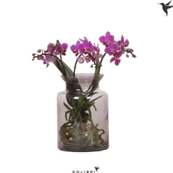 kolibri phalaenopsis Root Purple|ohgreen New