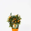 Kumquat spalliera|ohgreen Outlet