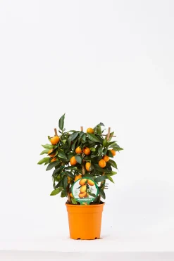 Kumquat spalliera|ohgreen Outlet