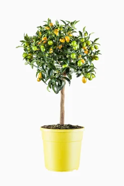 Kumquatboom p26|ohgreen Online