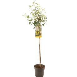 Kweepeer cydonia oblonga peervorm halfstam|ohgreen Sale