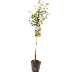 Kweepeer cydonia oblonga appelvorm halfstam|ohgreen