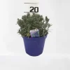 Lavendel hidcote paars p14|ohgreen Clearance