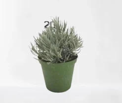 Lavendel struik in pot|ohgreen Hot