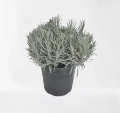Lavendel struik in pot|ohgreen Online