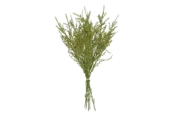 Liguster|ohgreen Discount