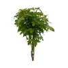 Liquidambar styraciflua ( Amberboom )|ohgreen