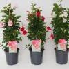 Mandevilla pyramide p17 lang bloeiend|ohgreen Clearance